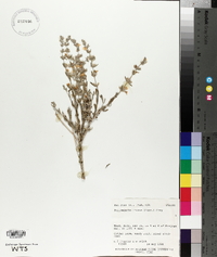 Poliomintha incana image