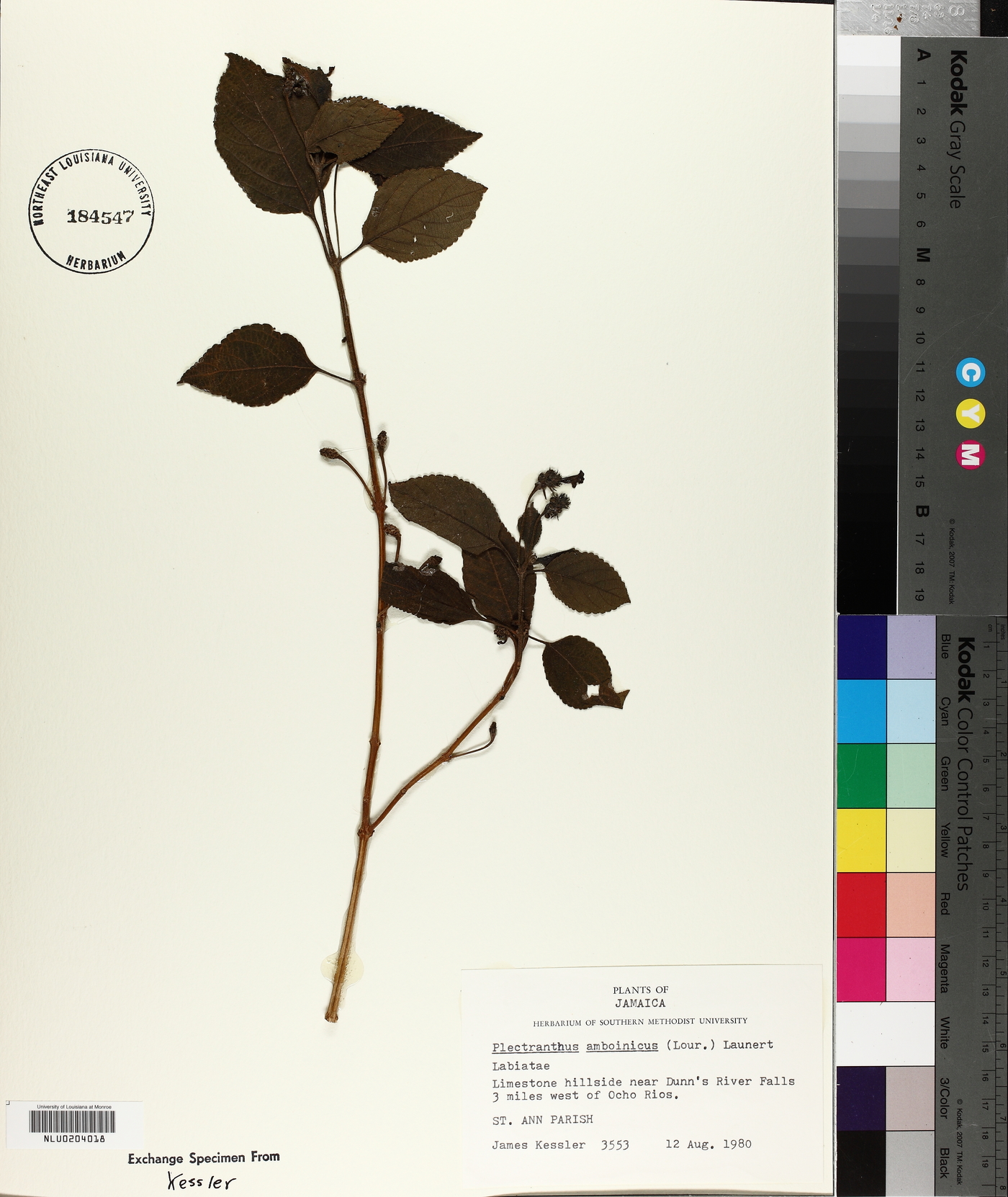 Plectranthus amboinicus image