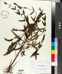Physostegia virginiana var. ledinghamii image