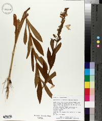 Physostegia ledinghamii image