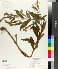 Physostegia virginiana image