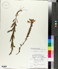 Physostegia virginiana image