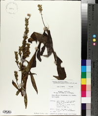 Physostegia virginiana image