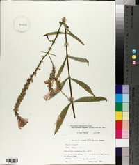 Physostegia virginiana image