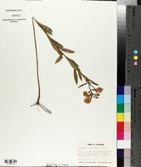 Physostegia virginiana image