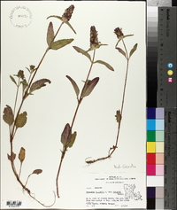 Prunella vulgaris var. hispida image