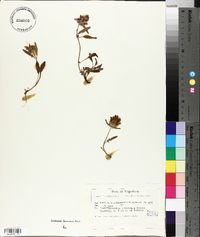 Prunella laciniata image