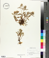 Prunella laciniata image