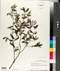 Pycnanthemum albescens image