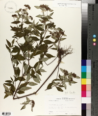 Pycnanthemum albescens image