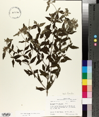 Pycnanthemum albescens image