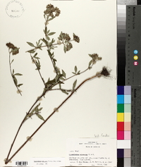 Pycnanthemum albescens image