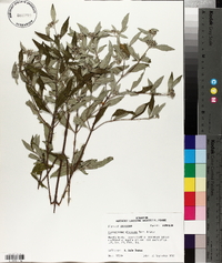 Pycnanthemum albescens image