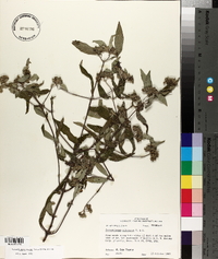 Pycnanthemum albescens image