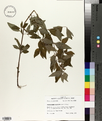 Pycnanthemum albescens image