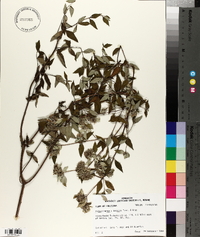 Pycnanthemum albescens image