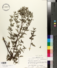 Pycnanthemum albescens image