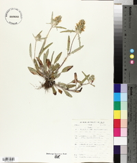 Prunella laciniata image