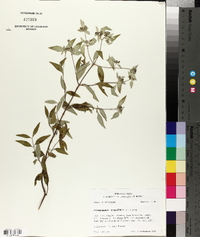Pycnanthemum albescens image