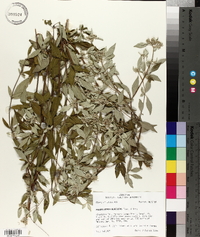 Pycnanthemum albescens image