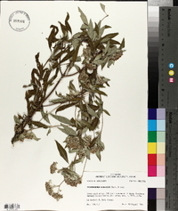 Pycnanthemum albescens image