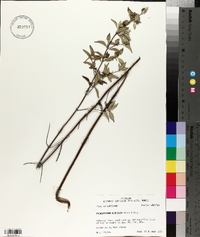 Pycnanthemum albescens image