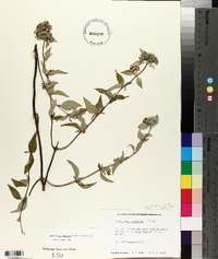 Pycnanthemum albescens image