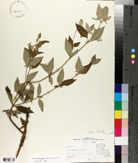 Pycnanthemum albescens image