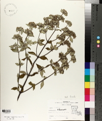 Pycnanthemum albescens image