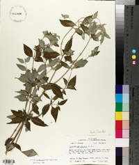 Pycnanthemum albescens image