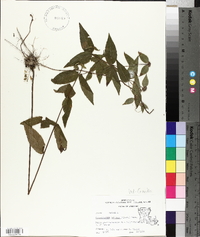 Pycnanthemum muticum image
