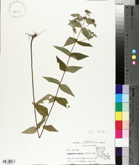 Pycnanthemum muticum image