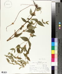 Pycnanthemum muticum image
