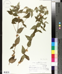 Pycnanthemum muticum image