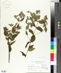 Pycnanthemum muticum image