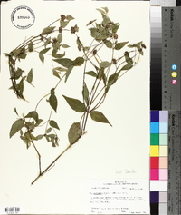 Pycnanthemum muticum image