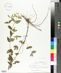 Pycnanthemum muticum image