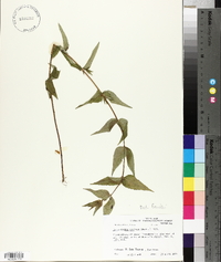 Pycnanthemum muticum image