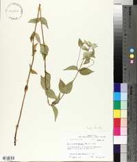 Pycnanthemum muticum image