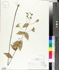 Pycnanthemum muticum image