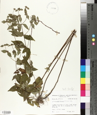 Pycnanthemum muticum image