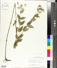 Pycnanthemum muticum image