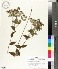 Pycnanthemum muticum image