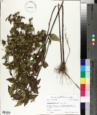 Pycnanthemum muticum image