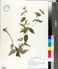 Pycnanthemum muticum image