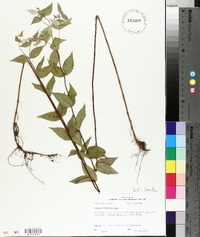 Pycnanthemum muticum image