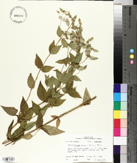 Pycnanthemum muticum image