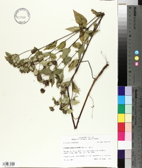 Pycnanthemum muticum image