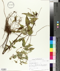 Pycnanthemum muticum image