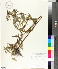 Pycnanthemum muticum image